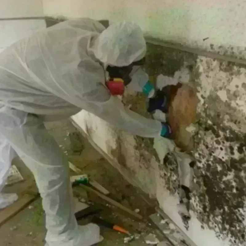 Mold Remediation and Removal in Crozet, VA